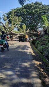 Árbol cae sobre vehículo en Alajuela y provoca movilización de Bomberos