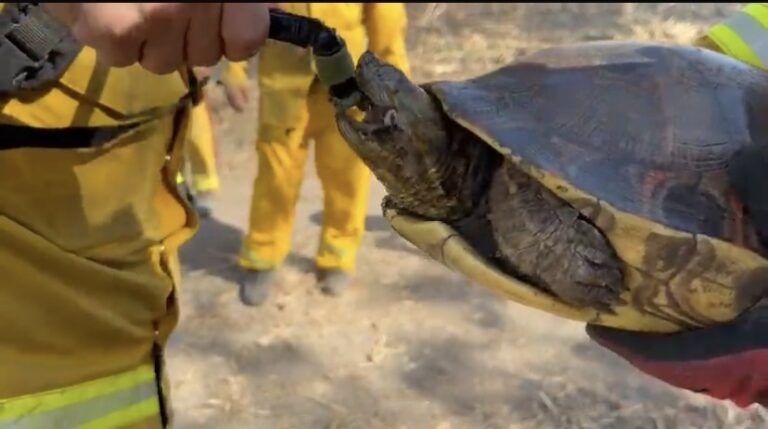 Rescate tortuga incendio palo verde