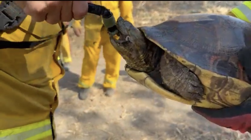 Rescate tortuga incendio palo verde