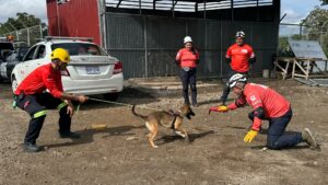Héroes de cuatro patas: Cruz Roja destaca la labor de sus perros rescatistas en el Día Mundial del Perro