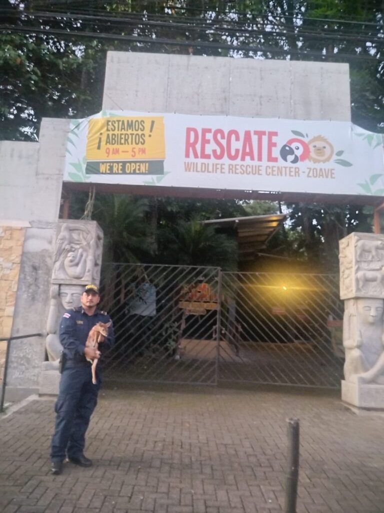 Policías esperaron el regreso de la madre antes de rescatar a venado recién nacido en Birrí