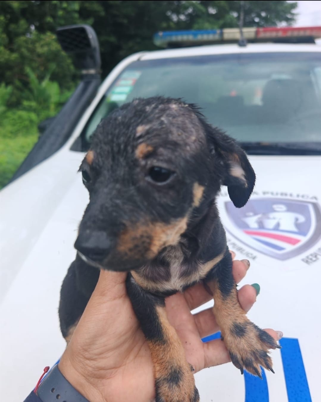 Perro rescatado por oficiales de la Fuerza Pública en las cercanías del río Reventazón