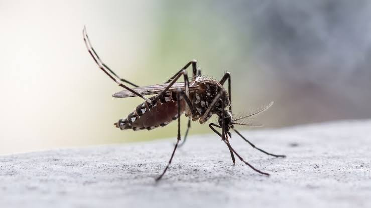 Dengue Mosquito