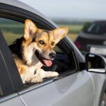 Transporte Mascotas En Vehiculo